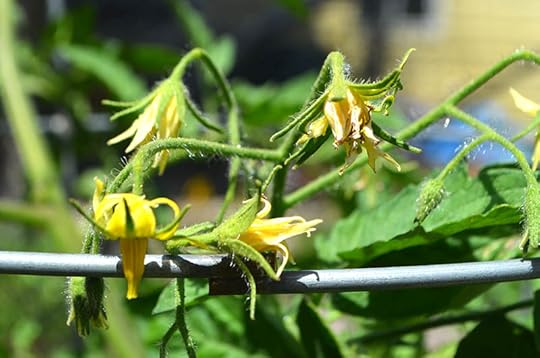 tomato-blossoms