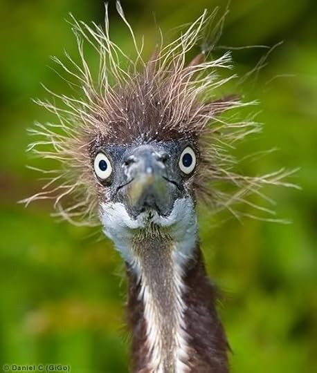 This creature with a straw head. | 18 Cute Animals Having A Worse Hair Day Than You