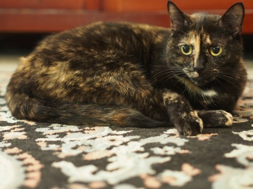 cat-detects-cancer