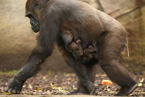 Mbeli with her baby gorilla Mjukuu at Taronga Zoo, Sydney