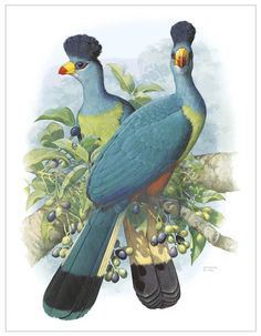 Great Blue Turaco by William T Cooper