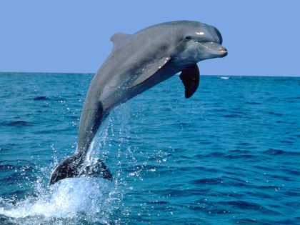 Jumping-Bottlenose-Dolphin