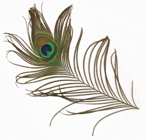 PageLines- peacock_feather_300_rotated_small.gif