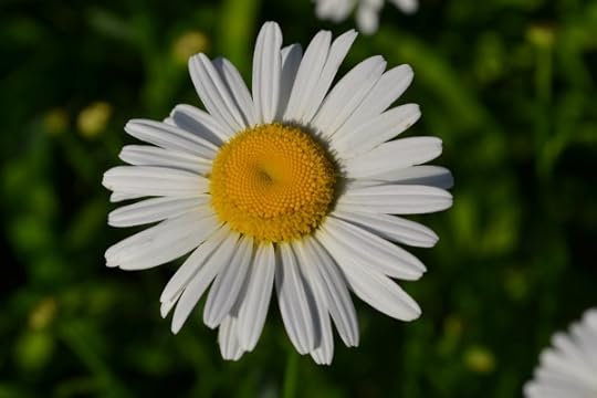 daisy