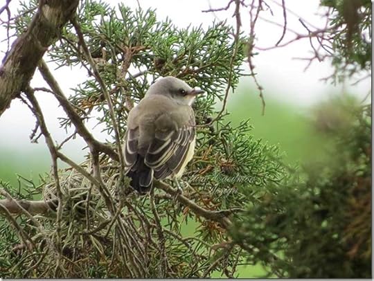 Scissor-tailed_fledgling2