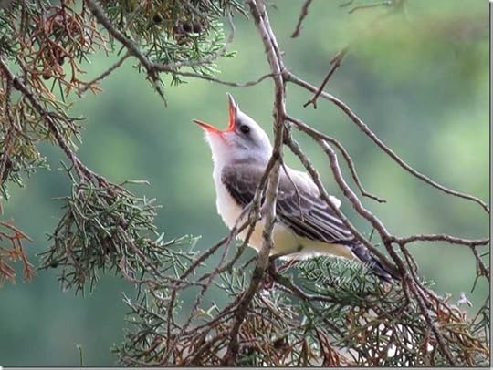 Scissor-tailed_fledgling5