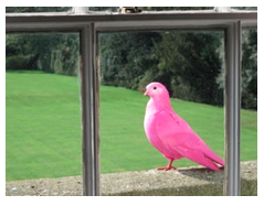 Lord Berners pink dove