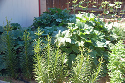 Last Year's Thriving Squash 