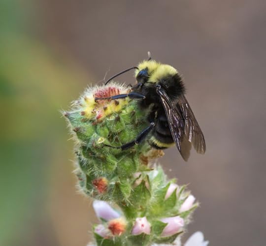Bombus vosnesenskii