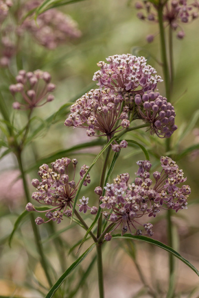 Asclepias fascicularis