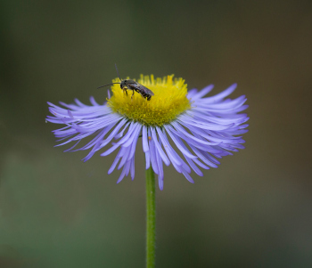 Erigeron speciosus