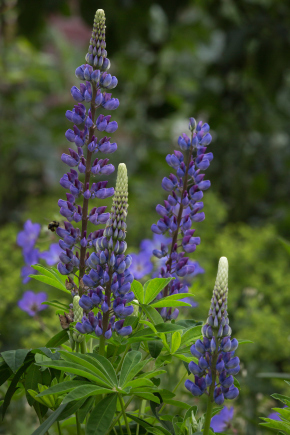 Lupinus polyphyllus