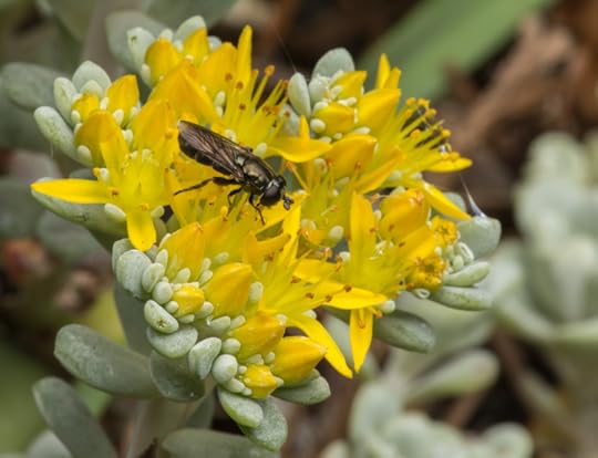 Sedum spathulifolium with syrphid fly