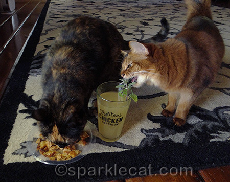 Always eat the garnish