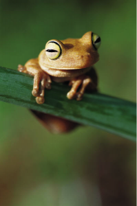 Tree frog