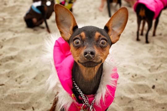 beach dog