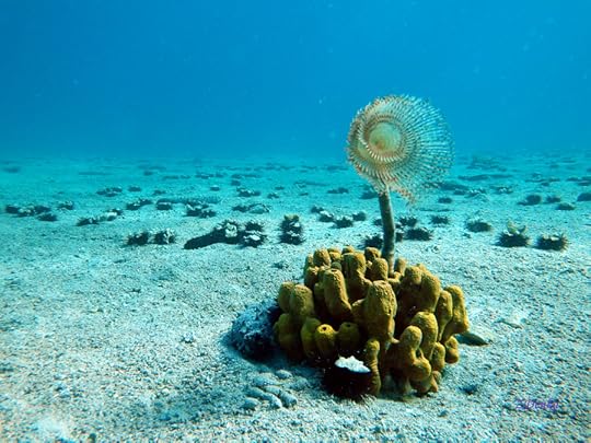 Photograph sea flower by Zdenka Borić on 500px