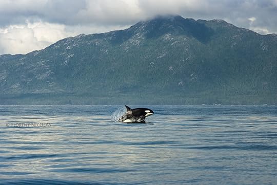 Photograph The hunt by Florent NICOLAS on 500px