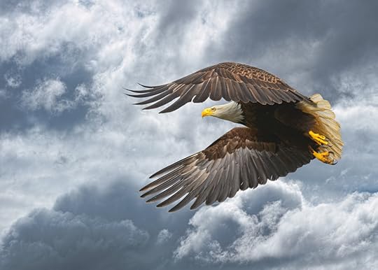Photograph Freedom of Flight by Evan Spellman on 500px