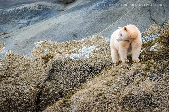 Photograph Spirited Bear by Terry Bilton on 500px
