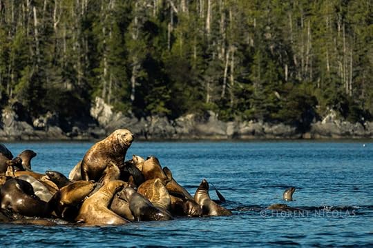 Photograph His harem by Florent NICOLAS on 500px