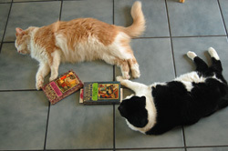 Book Chat, Two Cats