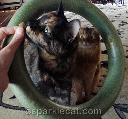 Hey! That was supposed to be mine