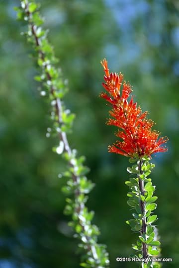 Ocotillo Red