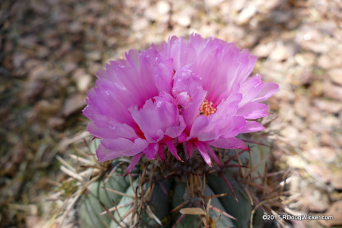 Desert Flora-010