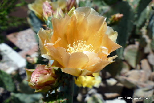 Cactus Flower