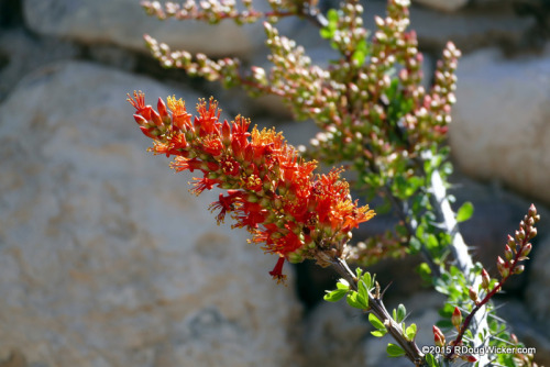 Ocotillo in Bloom