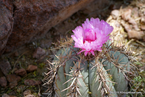 Flowering Cactus