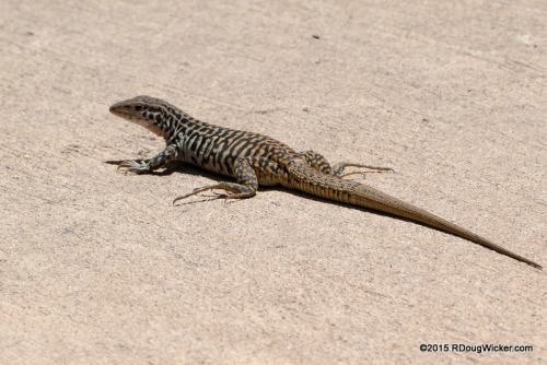 Mr. Lizard