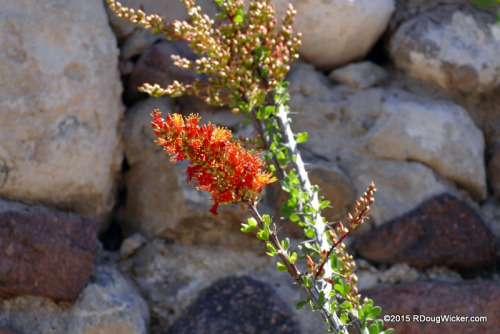 Ocotillo in Bloom