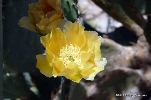 Cactus Flower