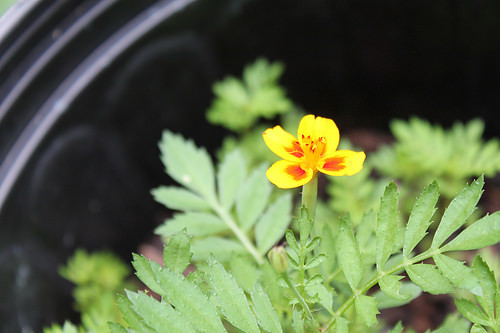 French marigold