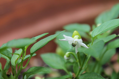 Christmas pepper