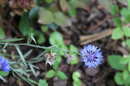 cornflower