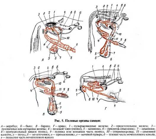 Схема полового акта в разрезе