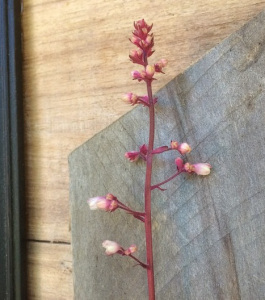CoralBells