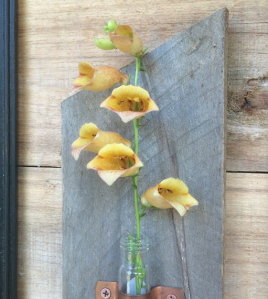 Foxglove