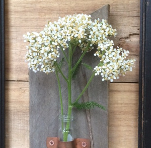 yarrow