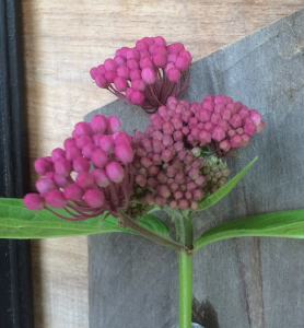 ButterflyWeed