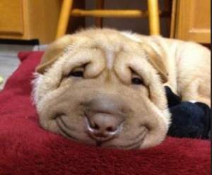 cheesy-grin