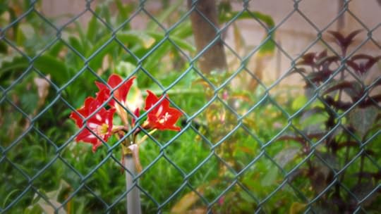 photo 101 day 11 pop and color 026 tu desire