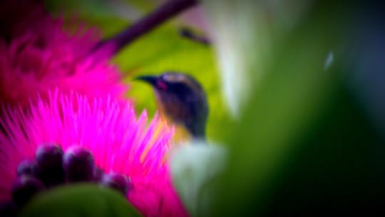 photo 101 day 11 pop and color 017 lomo