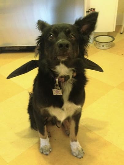 Bat dog demonstrating correct ear placement for an in flight right turn.