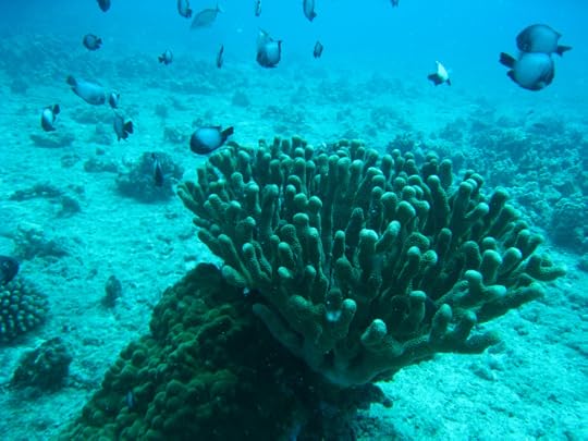 BANNER CORAL PHOTO Hawaii Coral 8-29-8 058