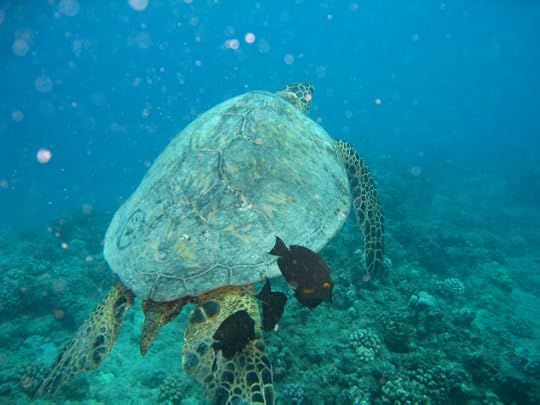 HAWAII TURTLE 3 8-29-8 025
