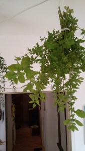 20150623_190035